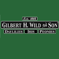 Gilbert H Wild And Son
